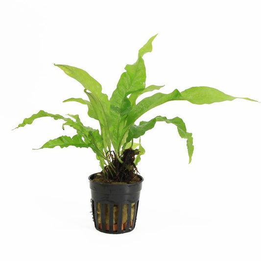 Microsorium pteropus 10cm 5cm Pot