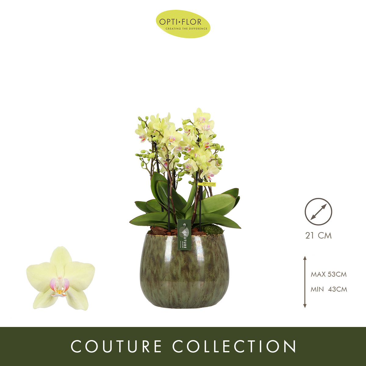Arrangementen Phalaenopsis multiflora H% 21cm Pot