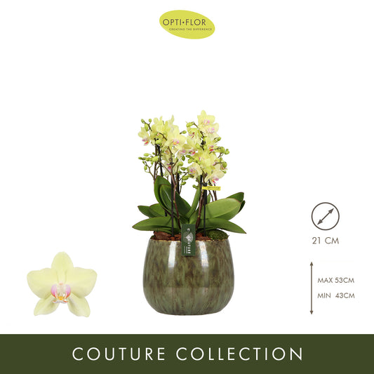 Arrangementen Phalaenopsis multiflora H% 21cm Pot