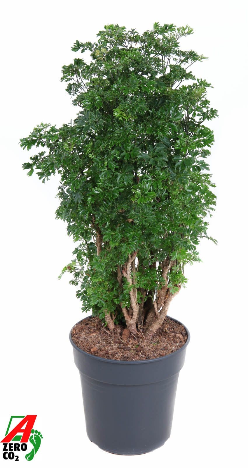 Polyscias Roble 80cm 24cm Pot