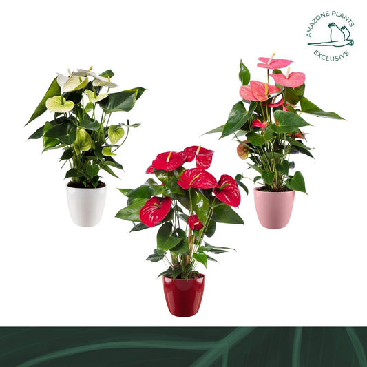 anthurium-mix-drp-bolpot-70cm-17cm-pot