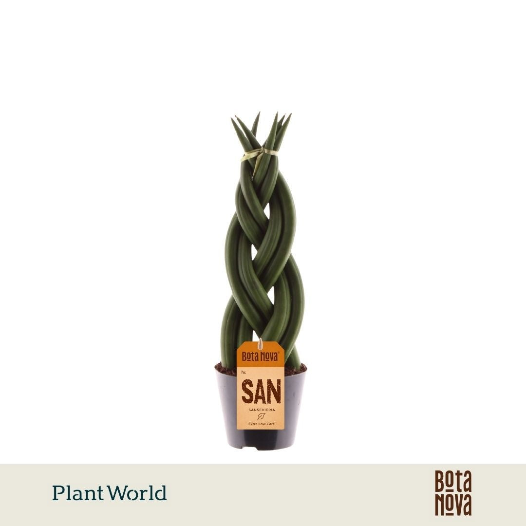 Sansevieria cylindrica 30cm 8.5cm Pot