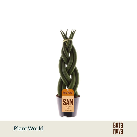 Sansevieria cylindrica 30cm 8.5cm Pot