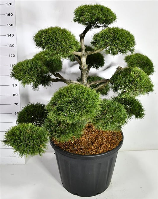 Pinus mugo Mughus 170cm 65cm Pot