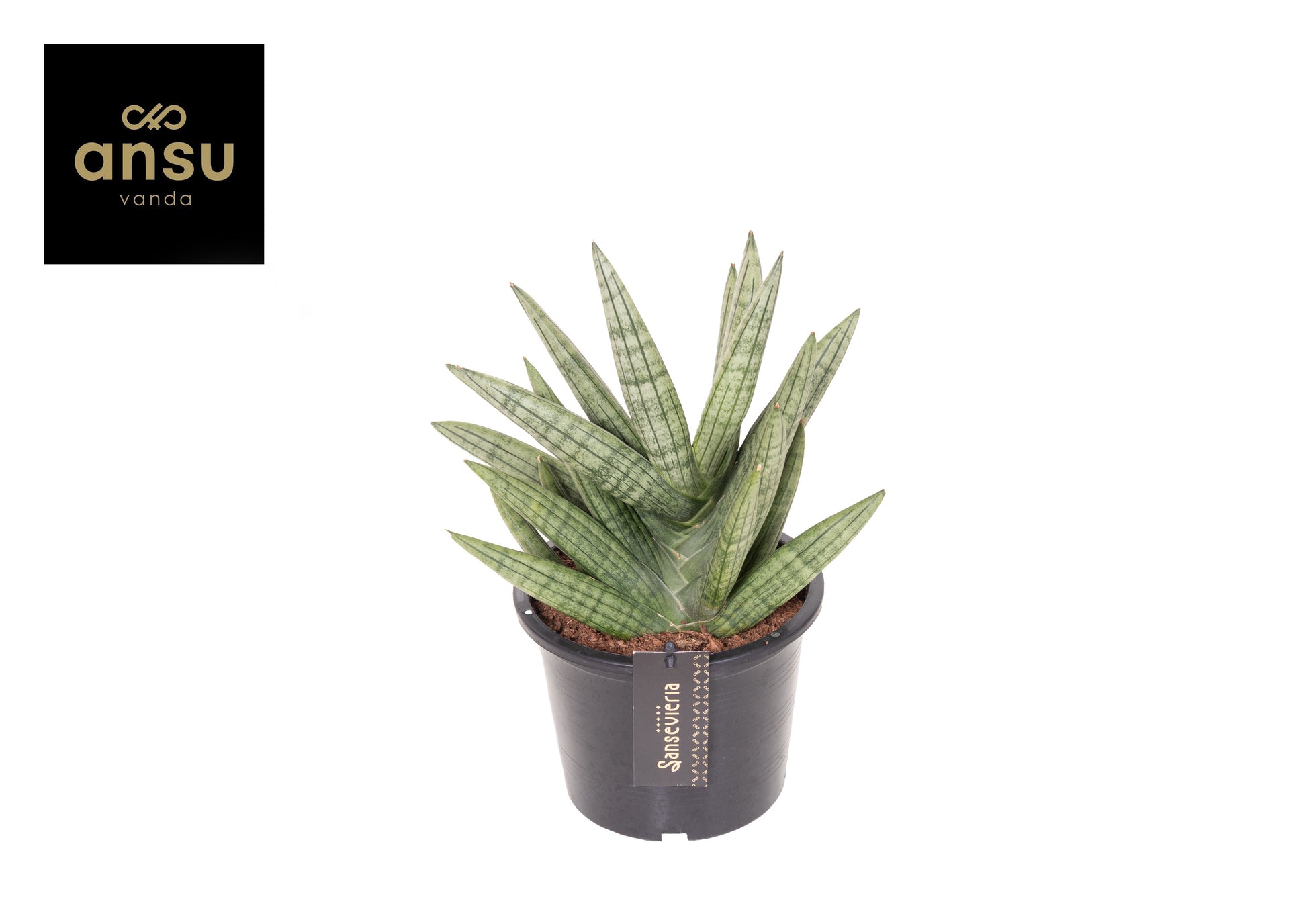 Sansevieria cyl. Inti 30cm 15cm Pot