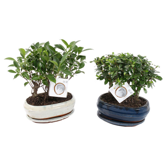 Bonsai mix 28cm 21cm Pot