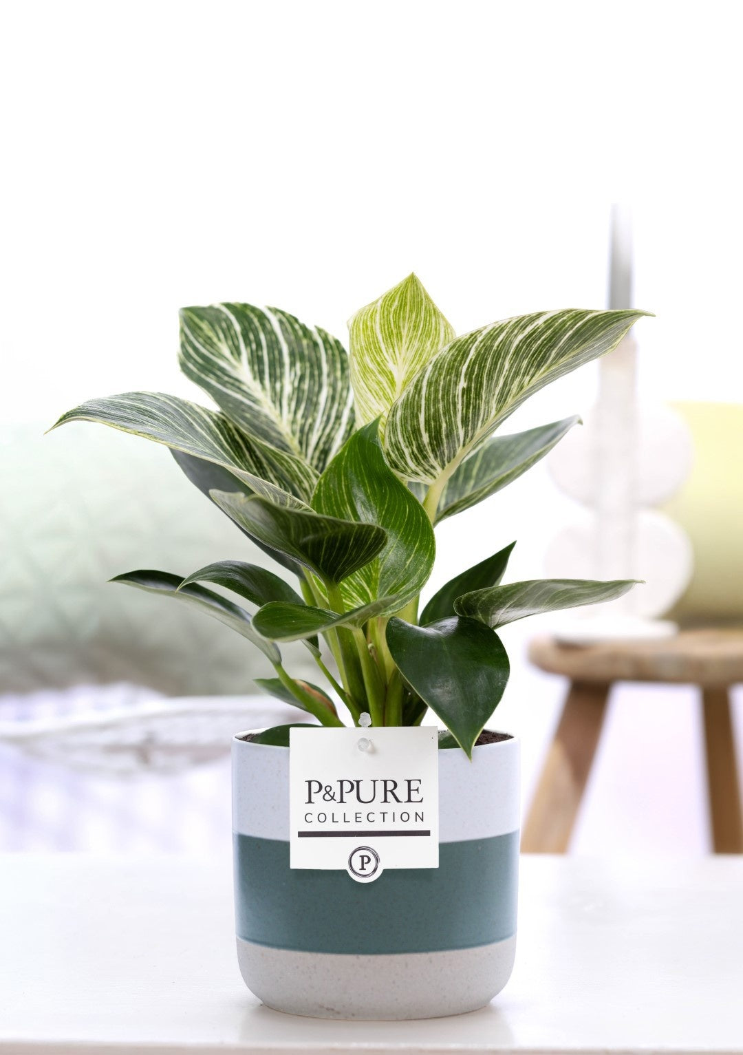 Pure Collection Philodendron scandens Pack of 5