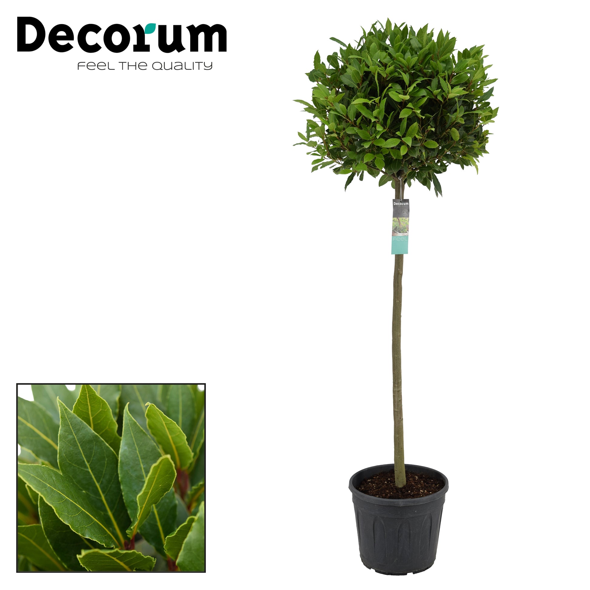 Laurus nobilis 170cm 30cm Pot