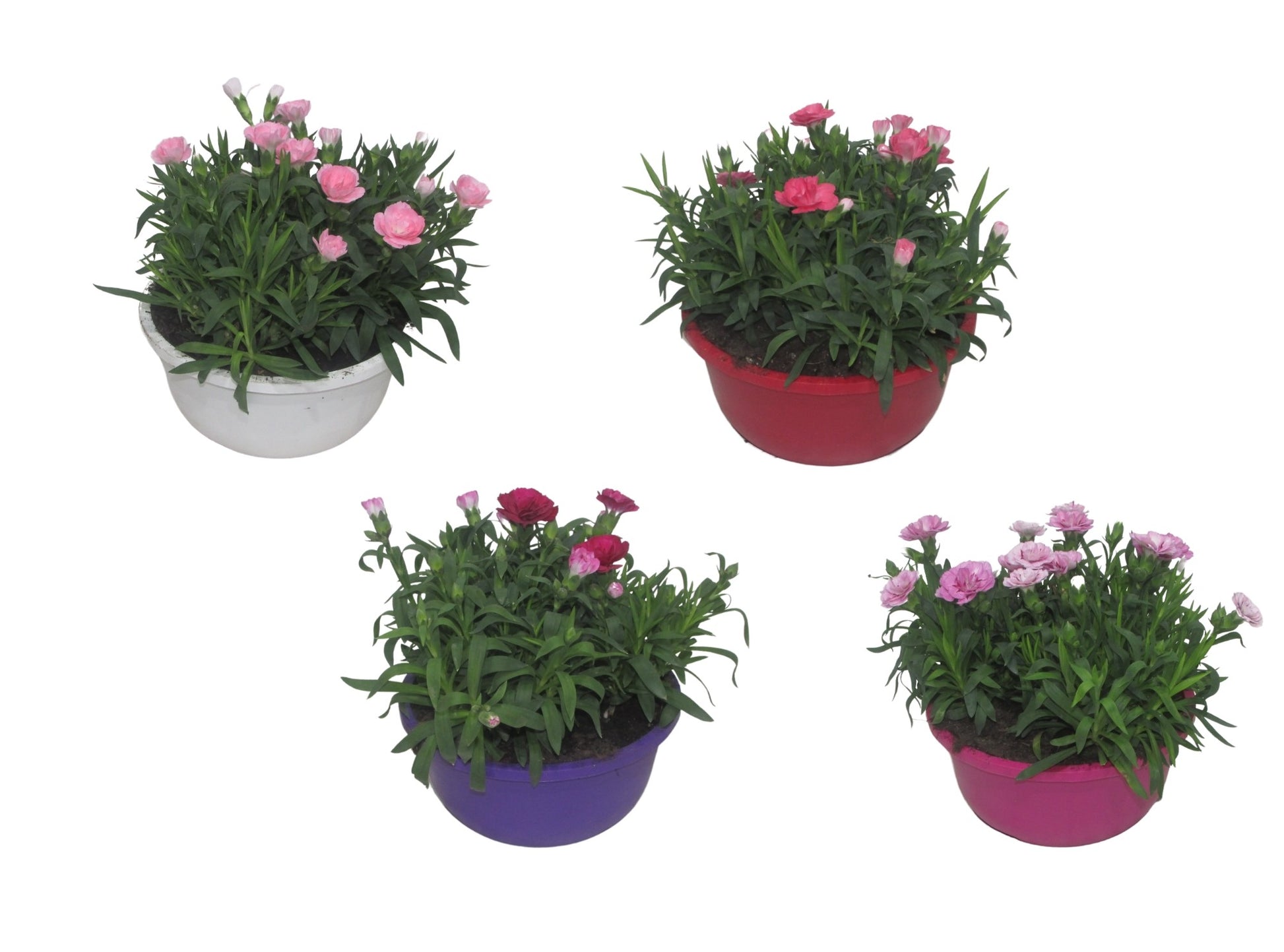 Dianthus Oscar 25cm 19cm Pot