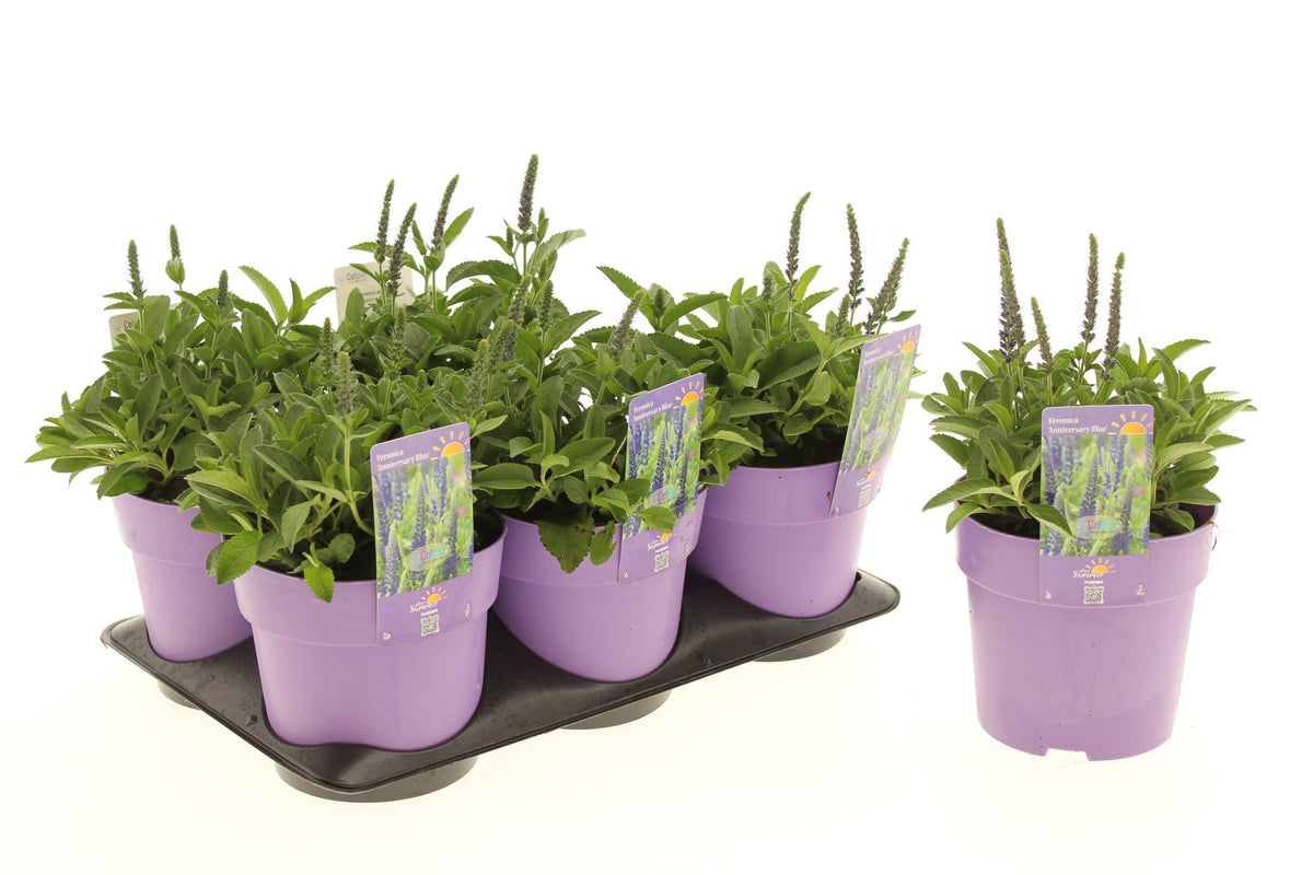 Veronica spicata 15cm 15cm Pot