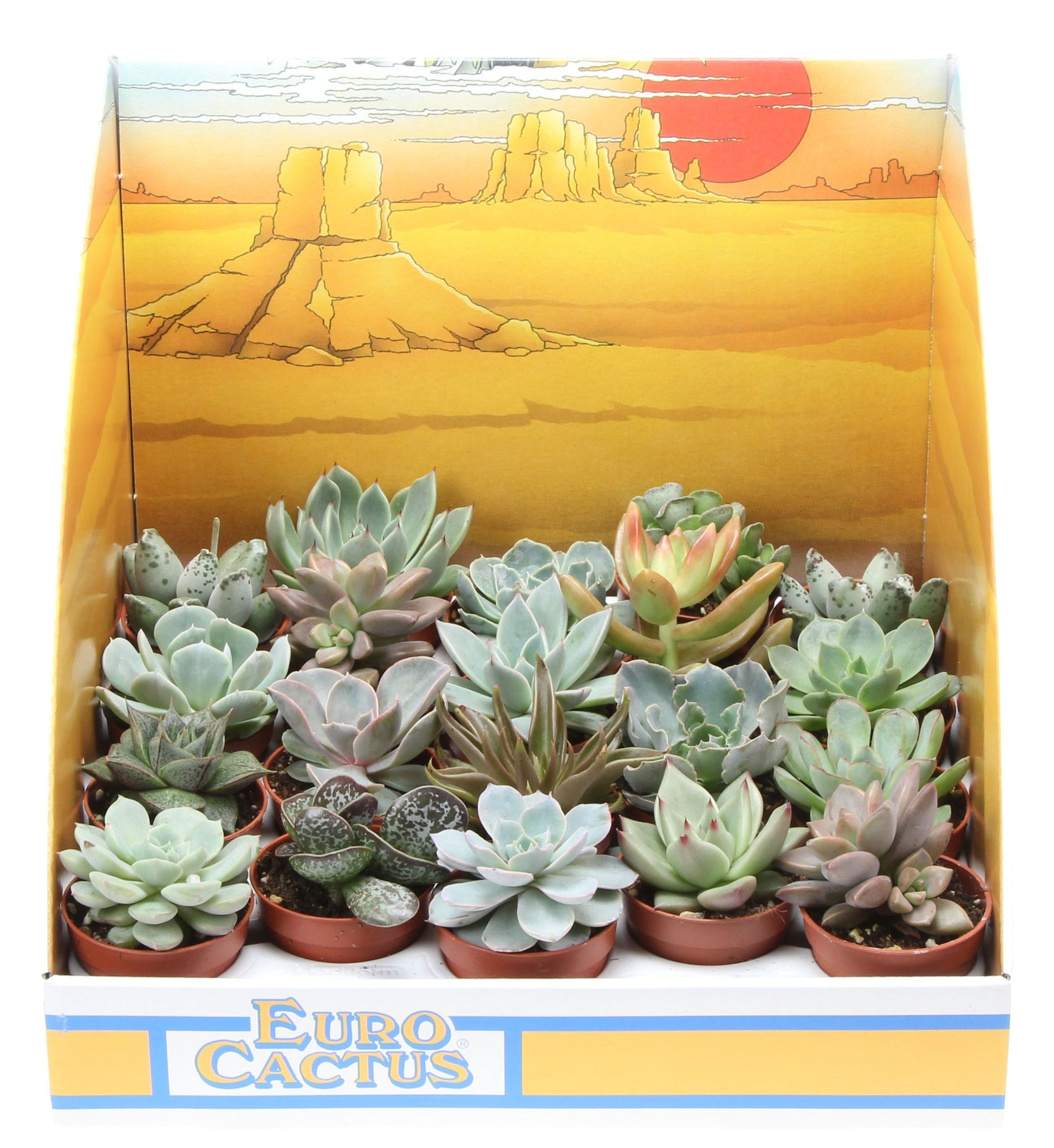 Succulenten mix in showdoos 8cm 505cm Pot