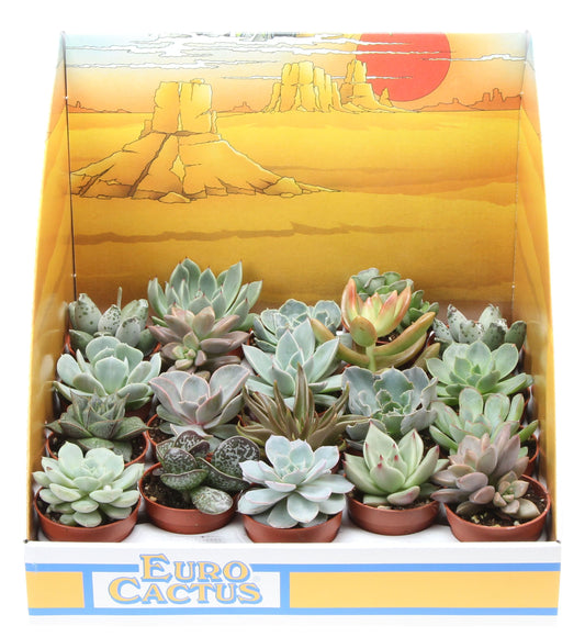 Succulenten mix in showdoos 8cm 505cm Pot