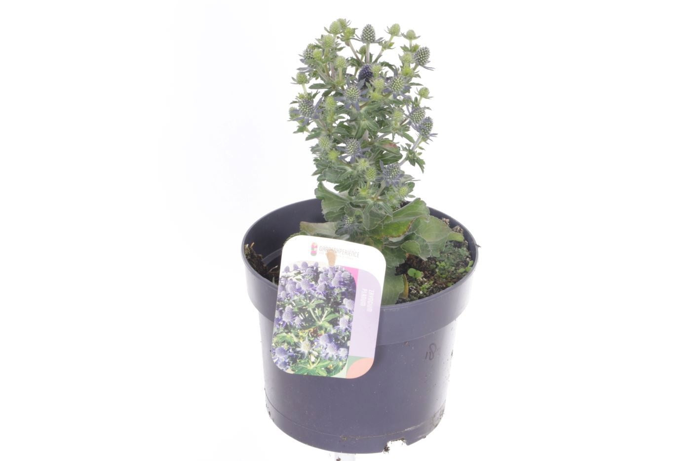Eryngium planum 30cm 17cm Pot