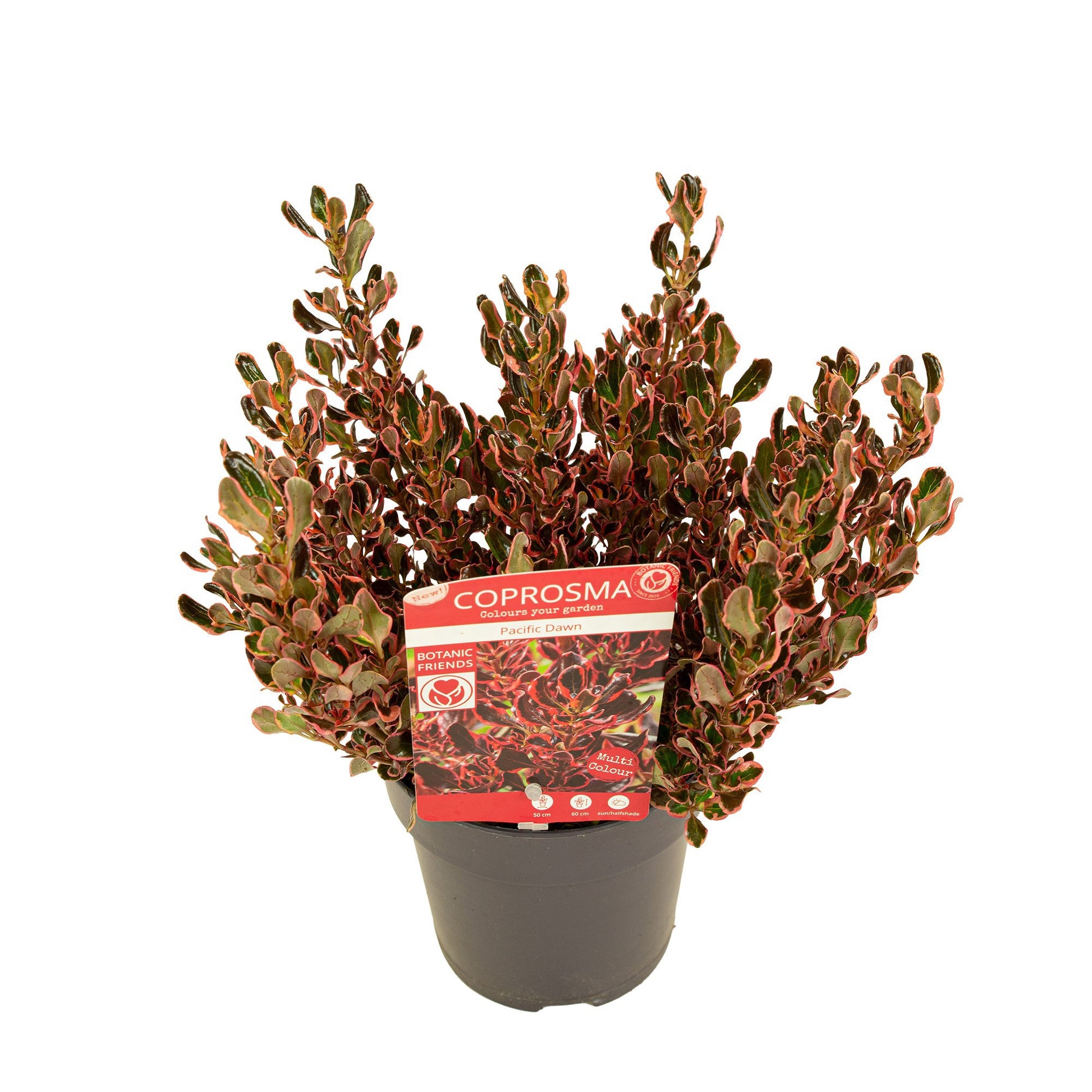 Coprosma repens 40cm 15cm Pot