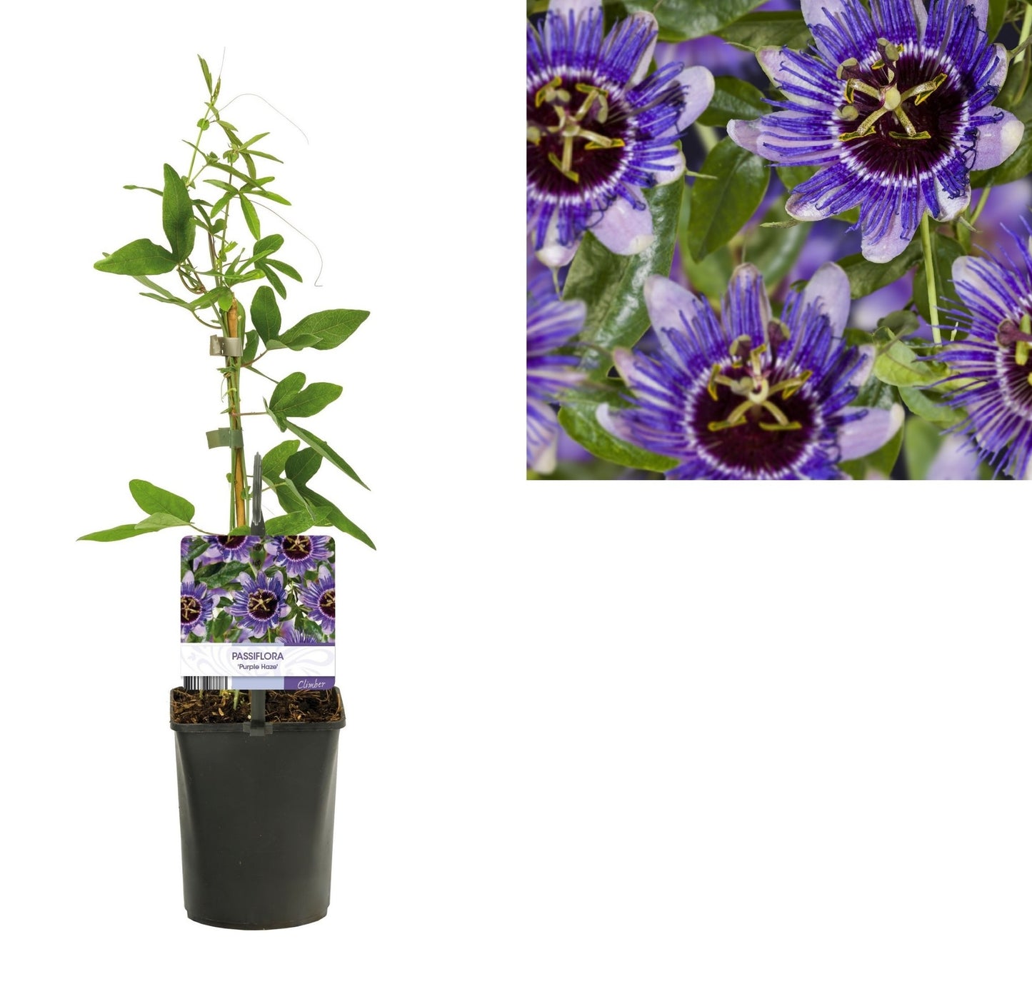 Passiflora Purple Haze 40cm 11cm Pot