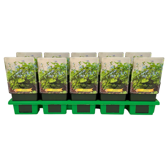 Brunnera macrophylla 25cm 11cm Pot