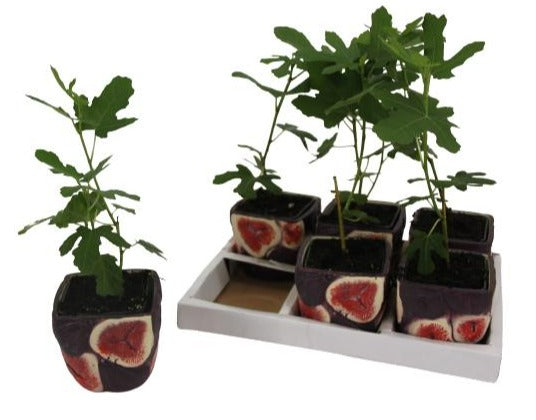 Valk BV Patioplant Ficus carica ("Fig") Pack of 6