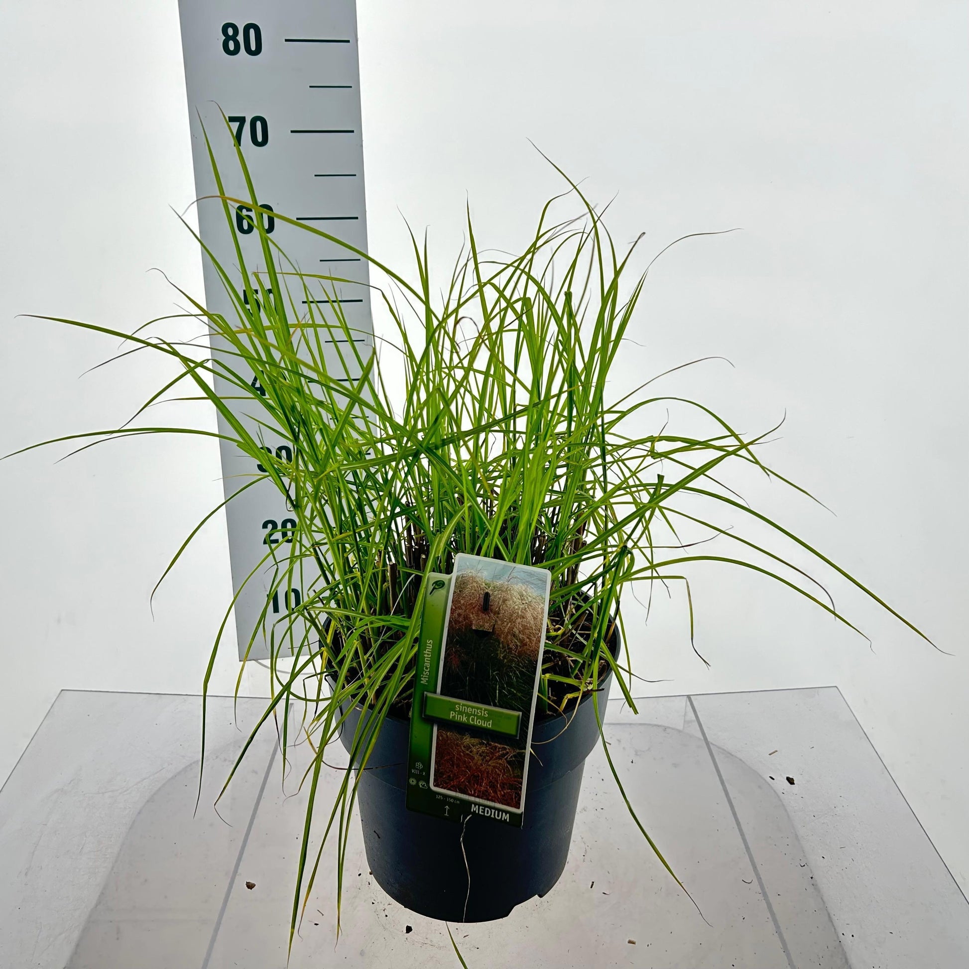 Miscanthus sinensis 55cm 29cm Pot