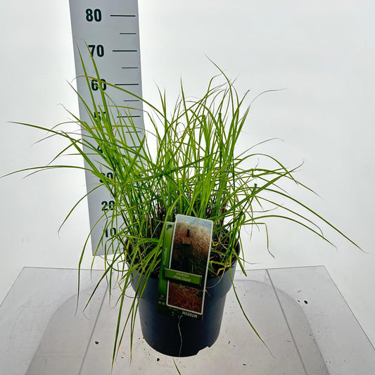 Miscanthus sinensis 55cm 29cm Pot