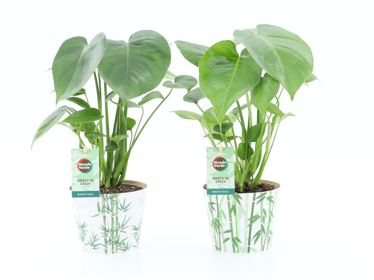 Monstera deliciosa 40cm 12cm Pot