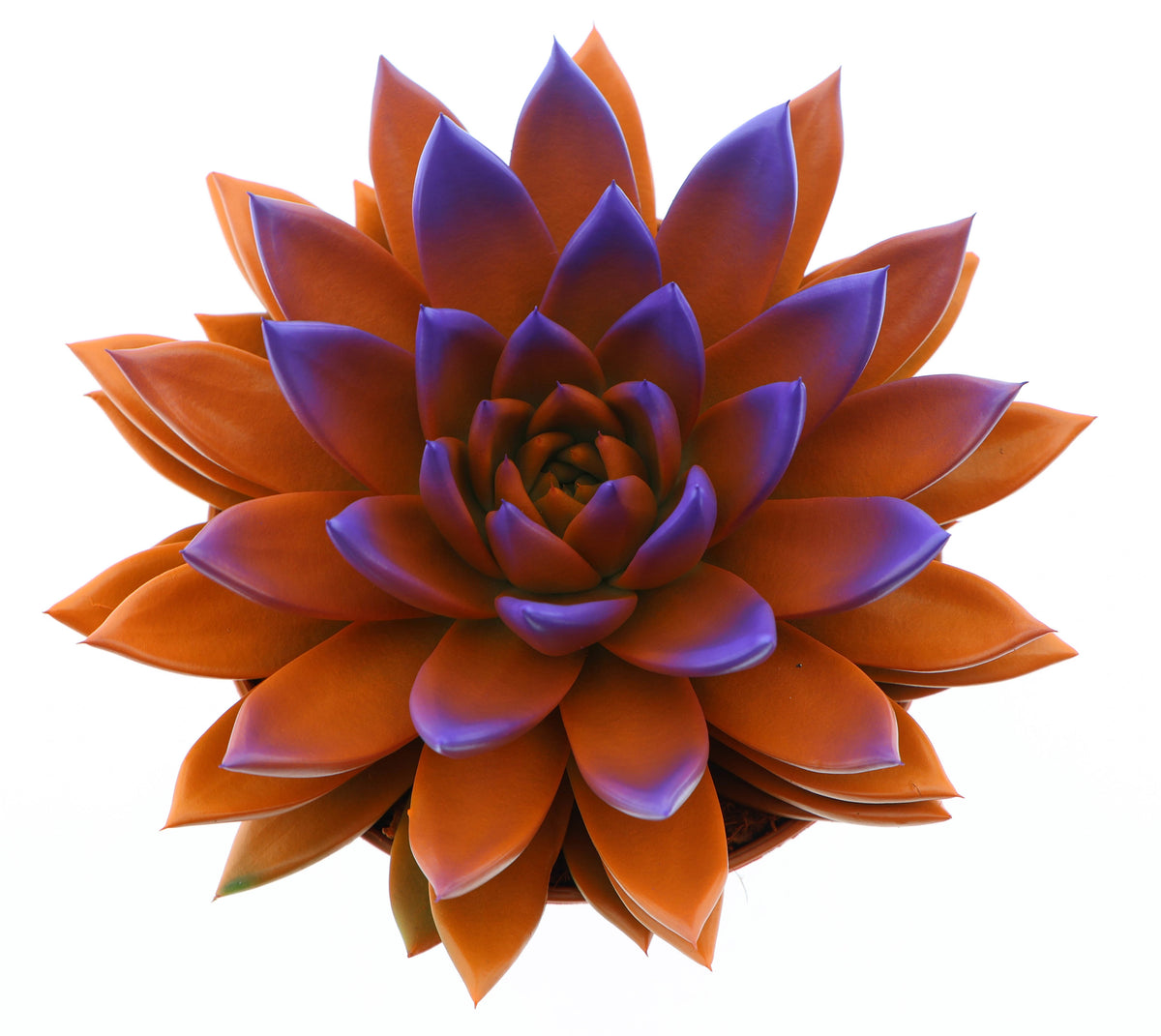 Rainbow bicolor orange + purple point 18cm 15cm Pot