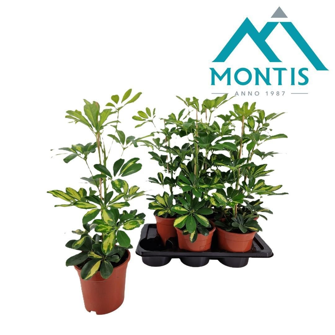 Schefflera Gold Capella 55cm 17cm Pot
