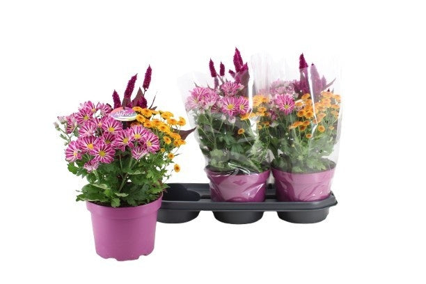 arr. Abbracci Maria 42cm 19cm Pot
