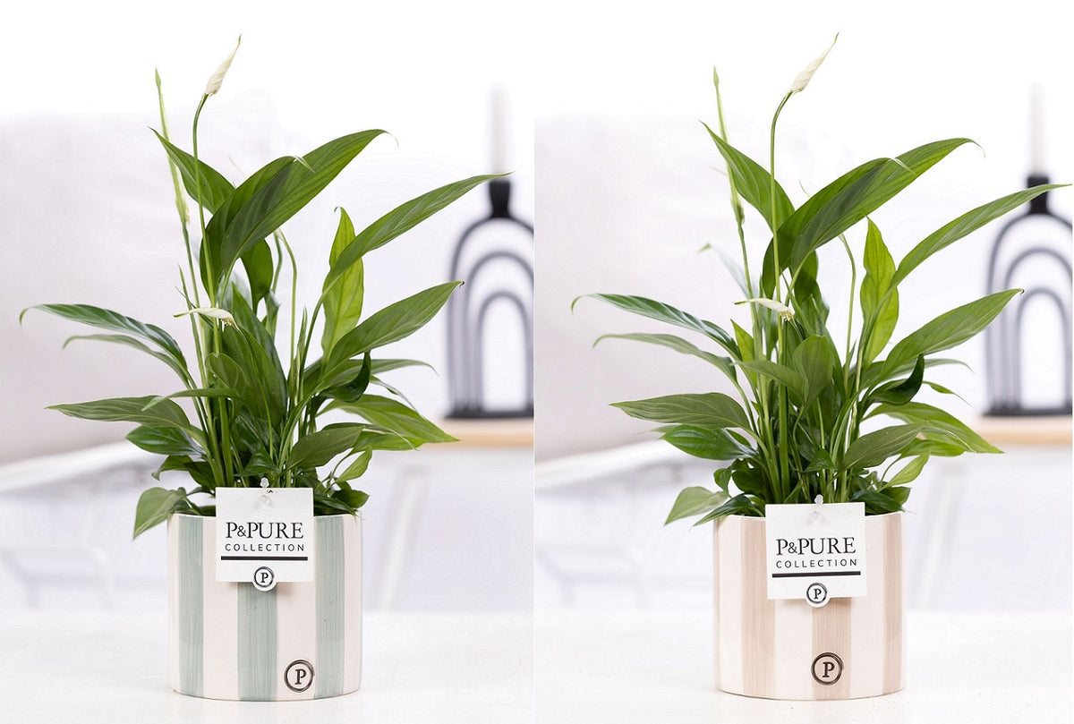 Spathiphyllum hybrid 35cm 12cm Pot