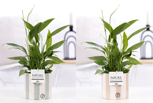 Spathiphyllum hybrid 35cm 12cm Pot