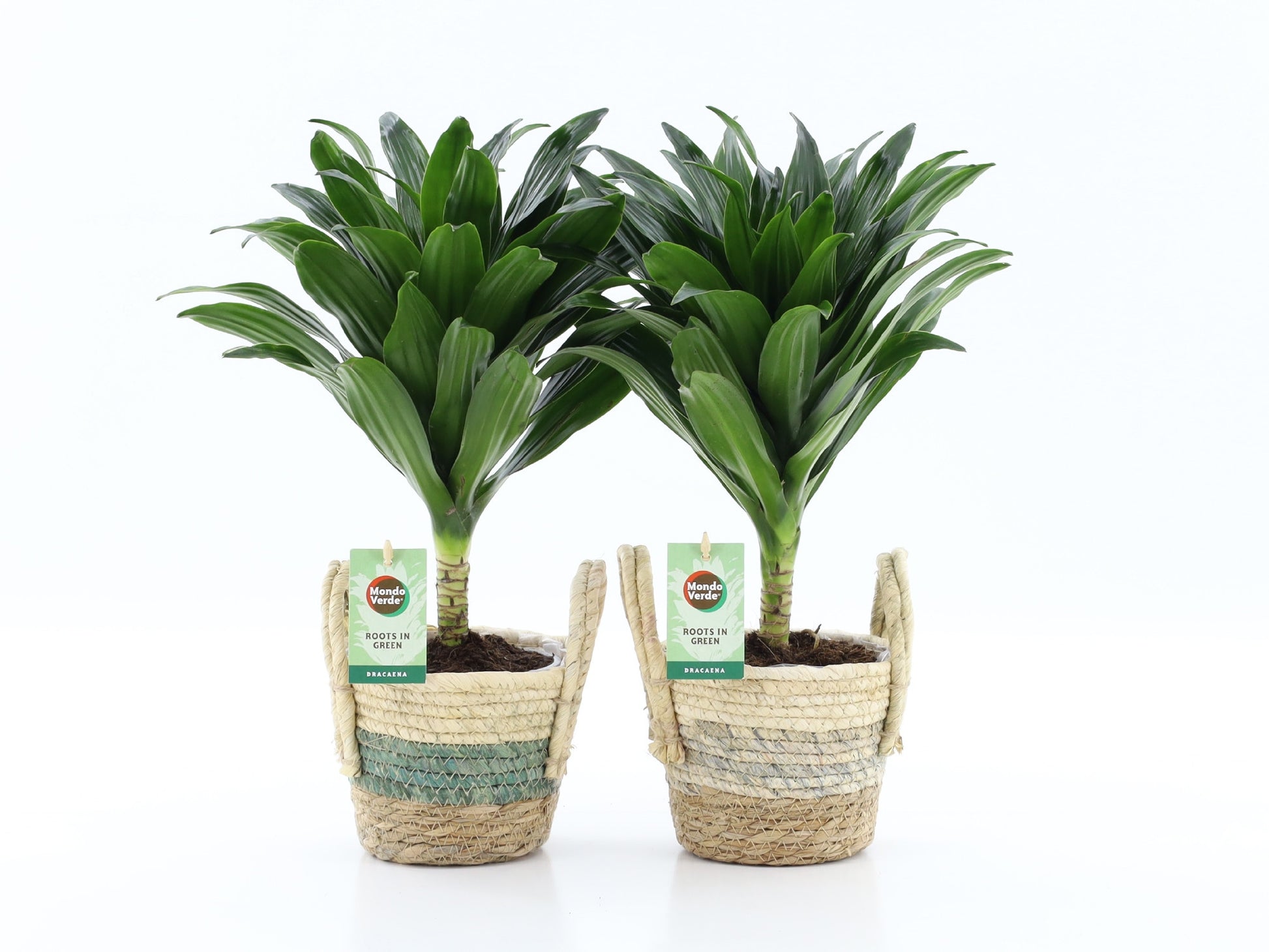 Dracaena fragrans Janet Craig 40cm 14cm Pot