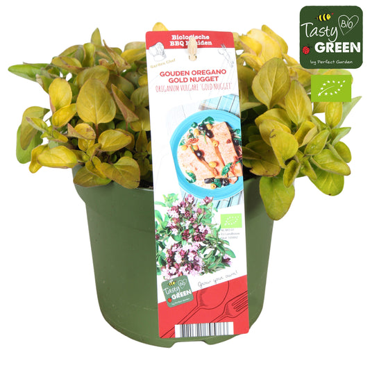 Garden herbs 30cm 14cm Pot