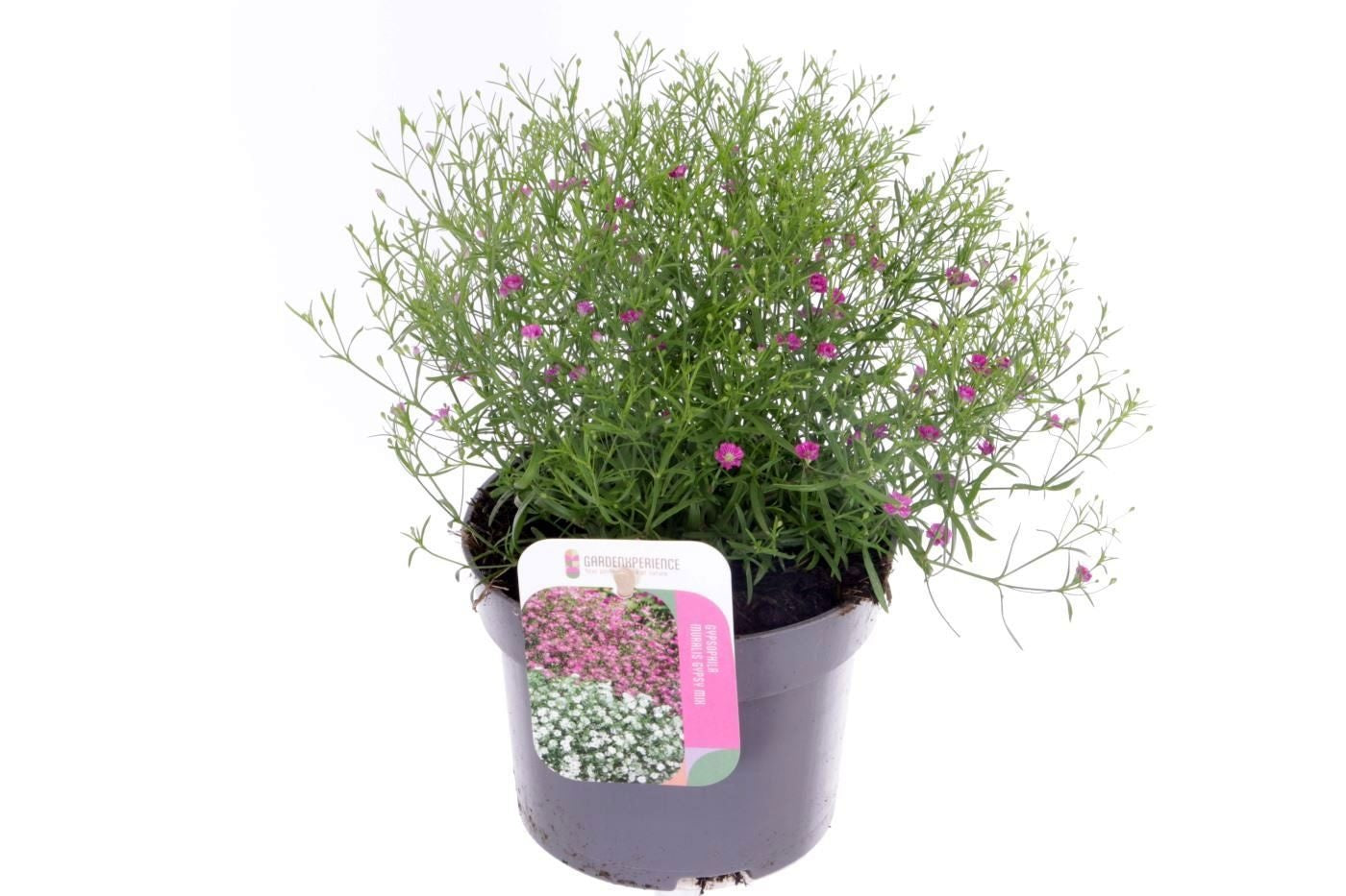 Gypsophila muralis Gypsy 25cm 13cm Pot