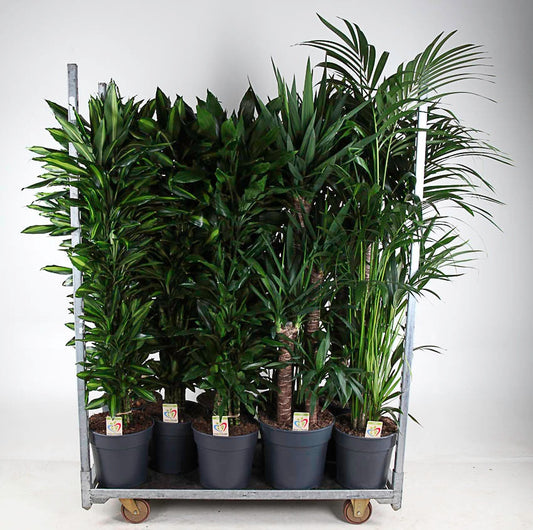 Foliage houseplants mix 160cm 31cm Pot