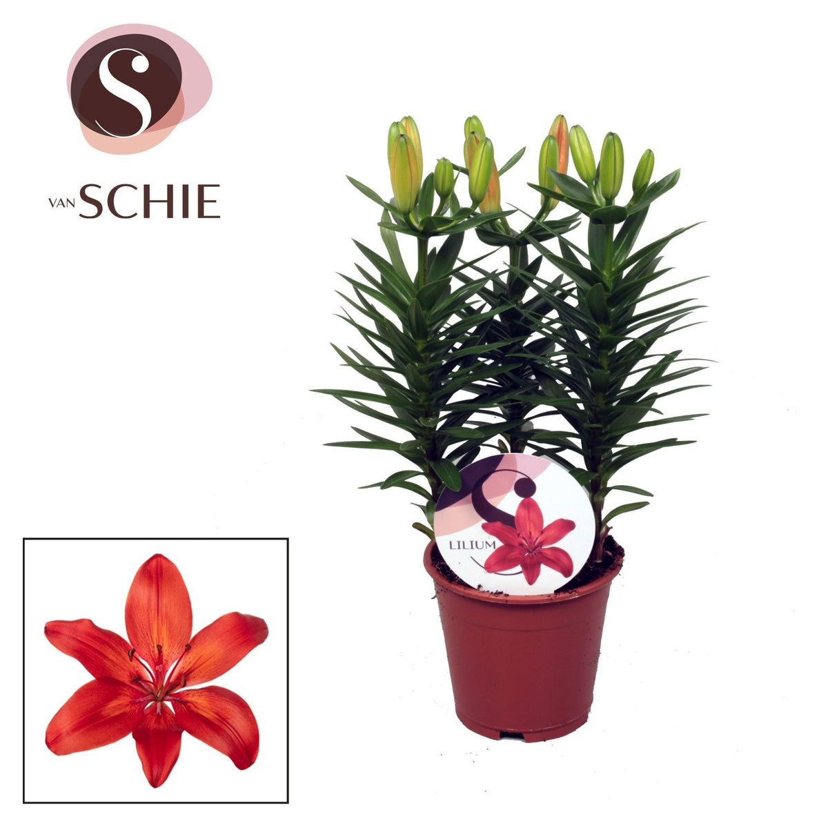 Lilium az. Red Matrix 35cm 13cm Pot
