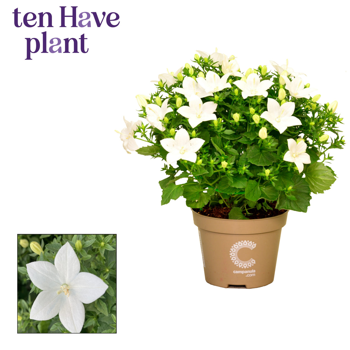 Campanula Atlanta White 20cm 11cm Pot