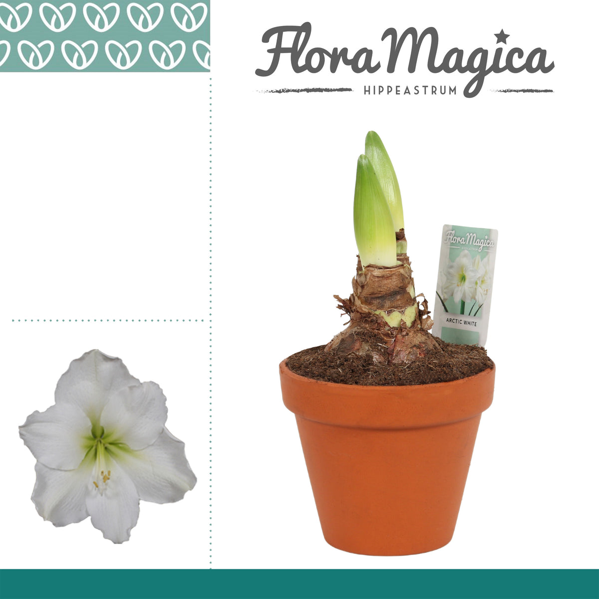 Hippeastrum white terracotta 25cm 13cm Pot