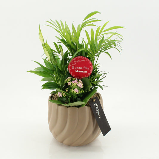 Indoor flowering arrangement 50cm 17cm Pot