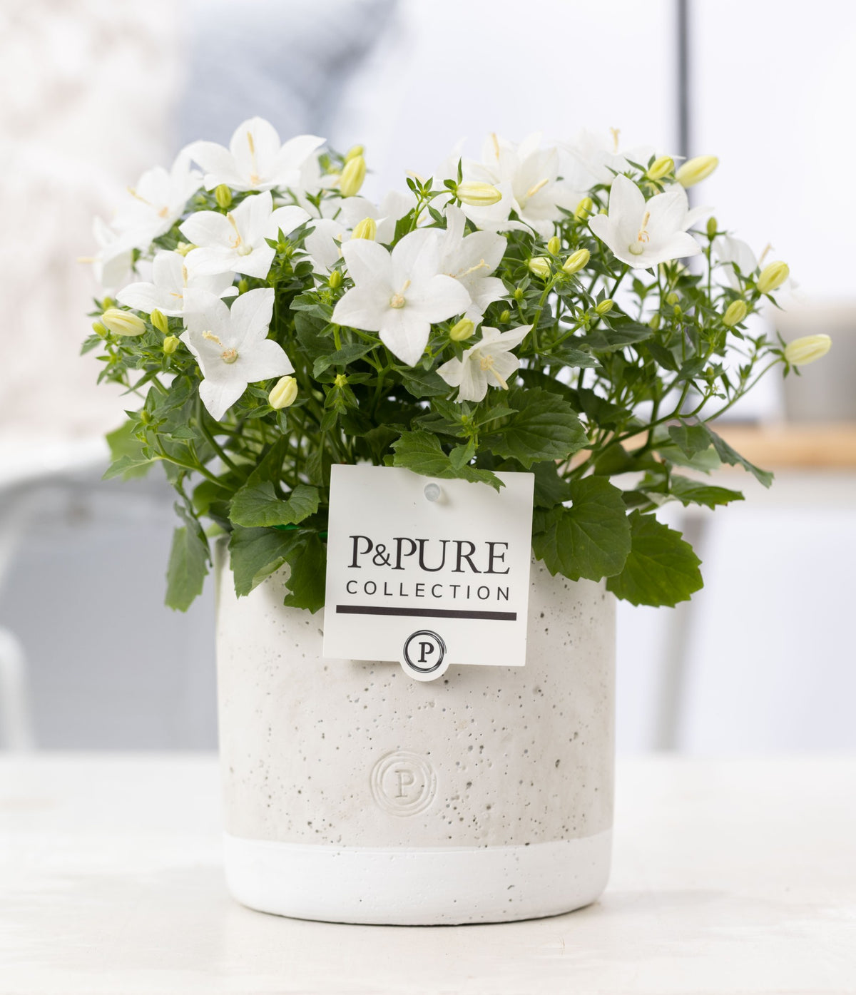 Campanula Atlanta White 17cm 14cm Pot