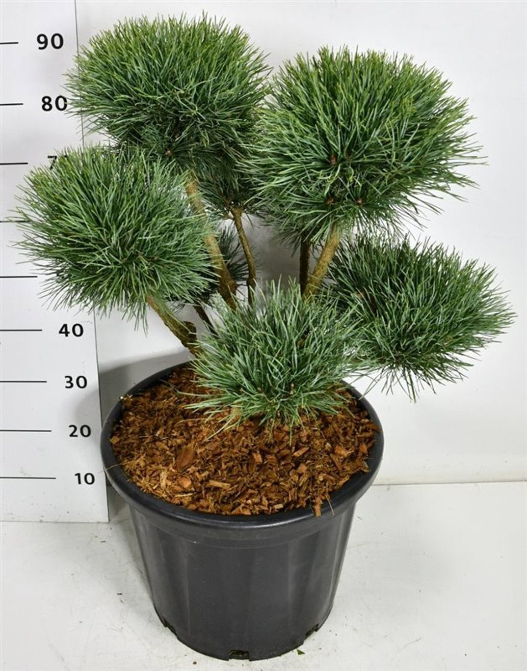 Pinus sylvestris Watereri 100cm 40cm Pot
