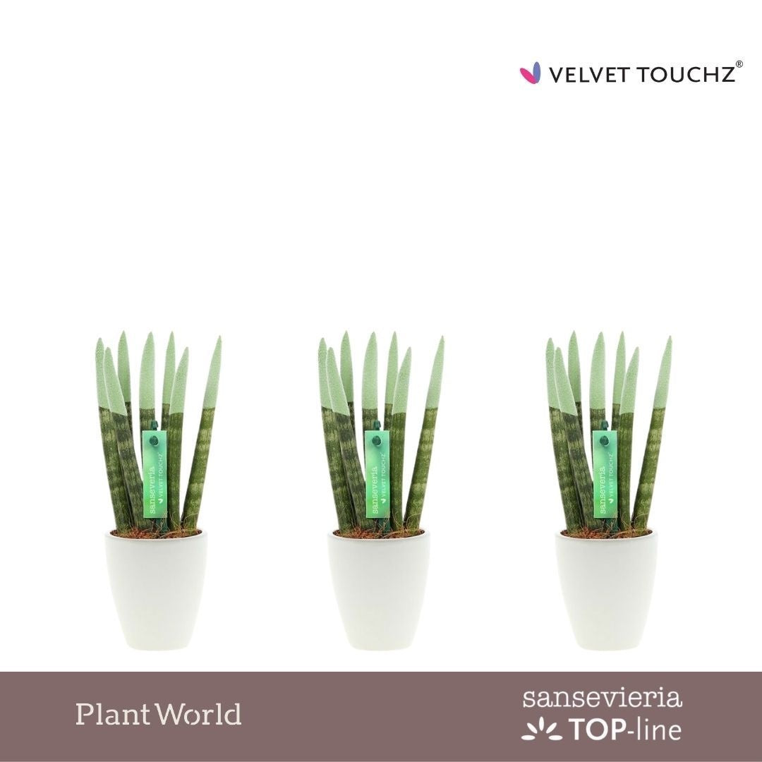 Sansevieria cylindrica 20cm 6cm Pot