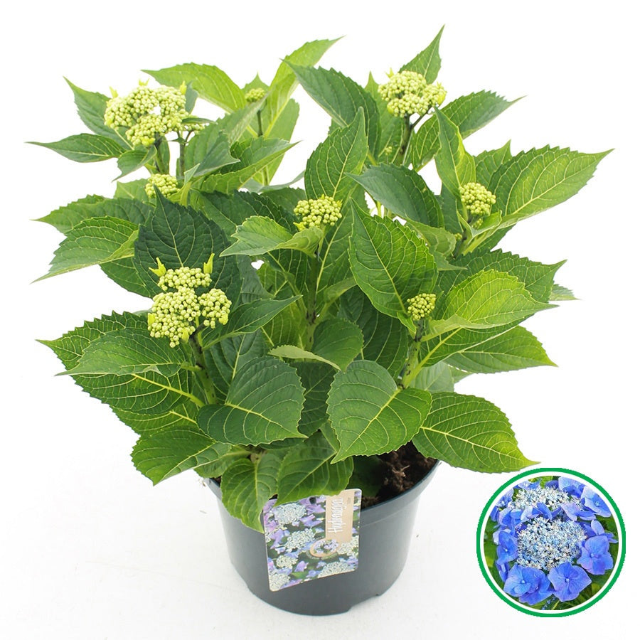 Hydrangea macr. Teller Blue 45cm 23cm Pot