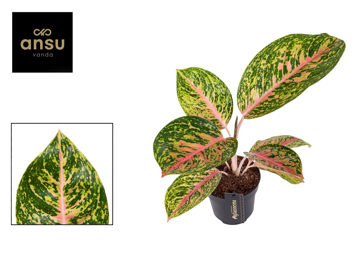 Ansu Aglaonema Spring Red Pack of 6