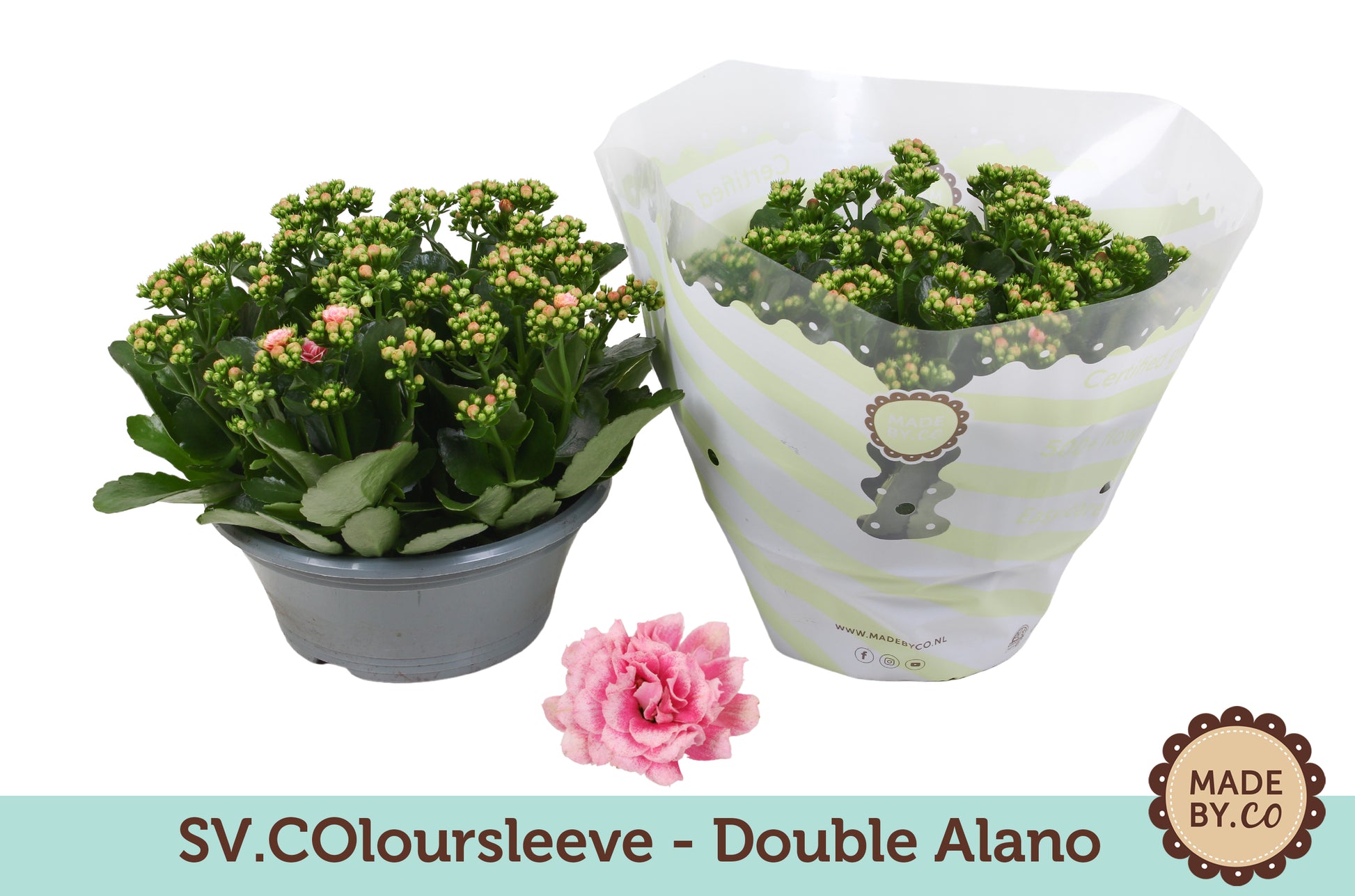 Kalanchoe Rosalina Don Alano 27cm 23cm Pot