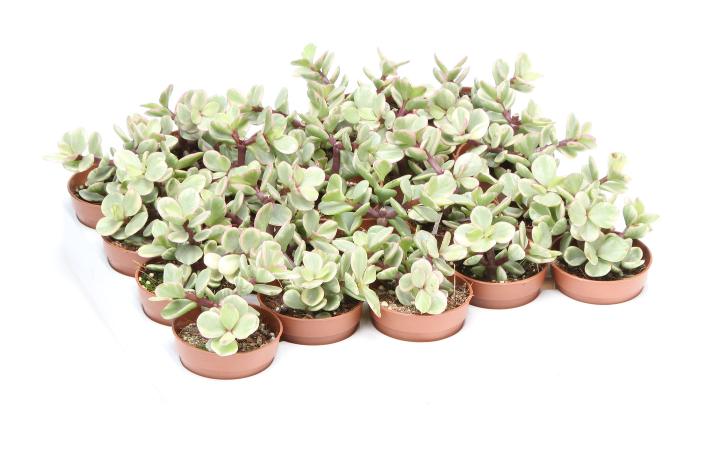 Euro Cactus Holland Bv Portulacaria afra variegata Pack of 20