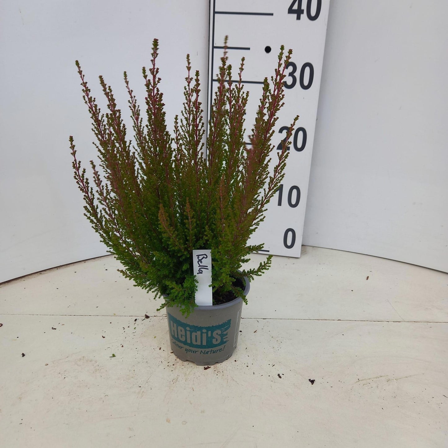 Erica gr. Heidi's Bella 30cm 12cm Pot