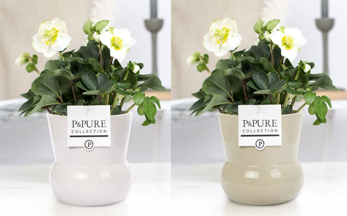 Helleborus niger Christmas Carol 30cm 12cm Pot