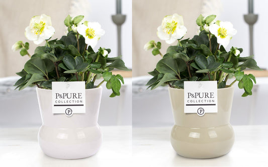 Helleborus niger Christmas Carol 30cm 12cm Pot