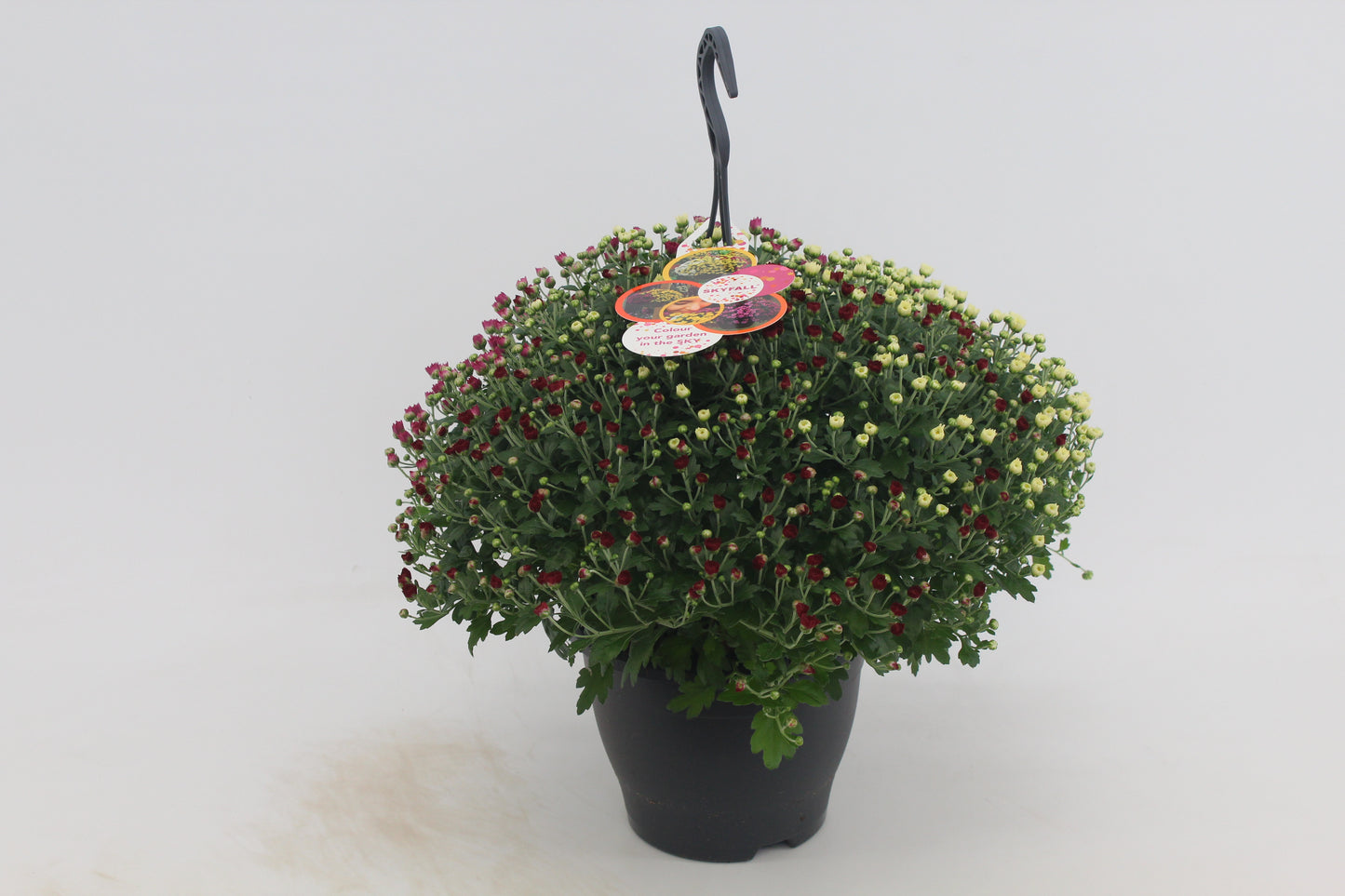 Chrysanthemum Skyfall mix 50cm 23cm Pot