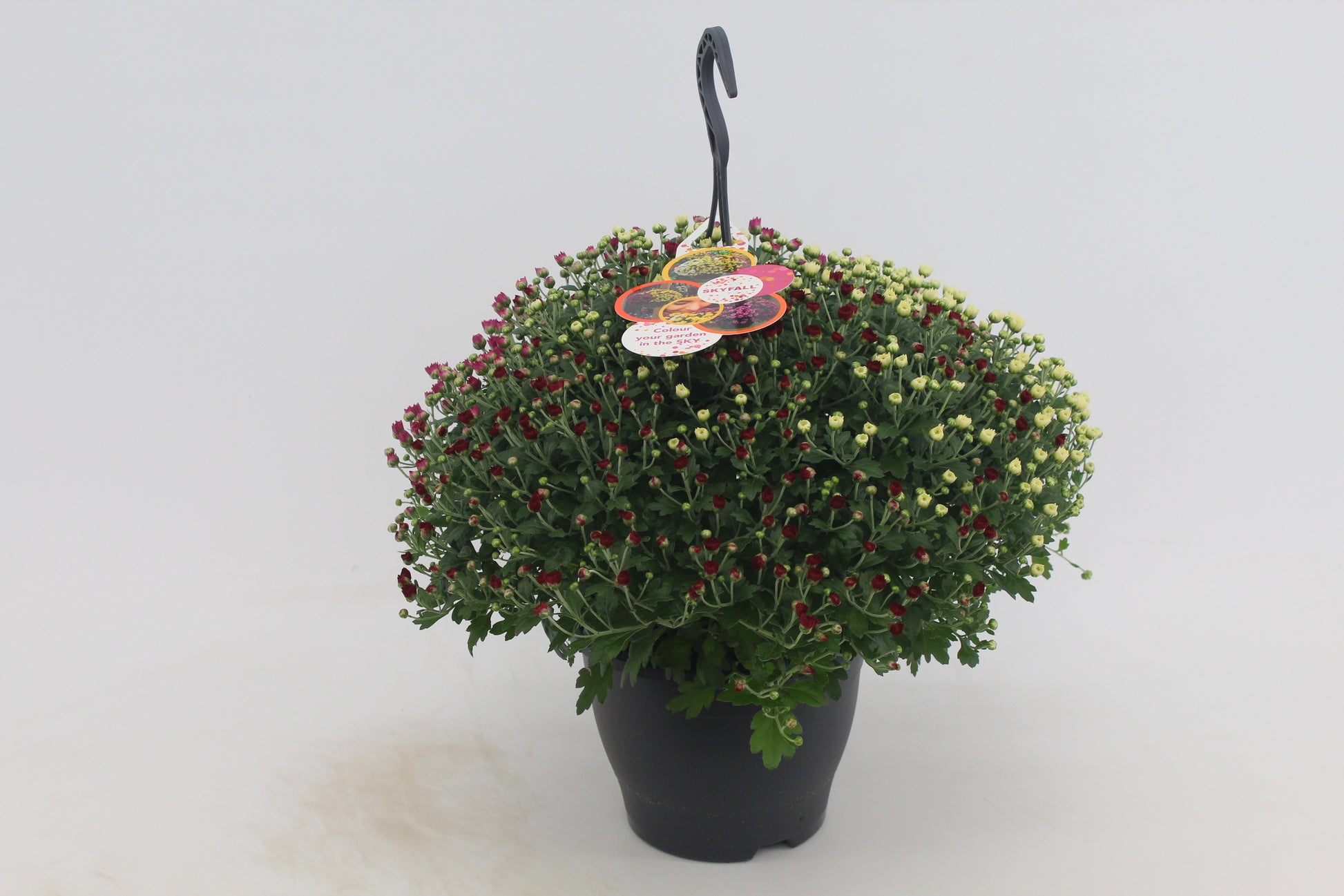 Chrysanthemum Skyfall mix 50cm 23cm Pot