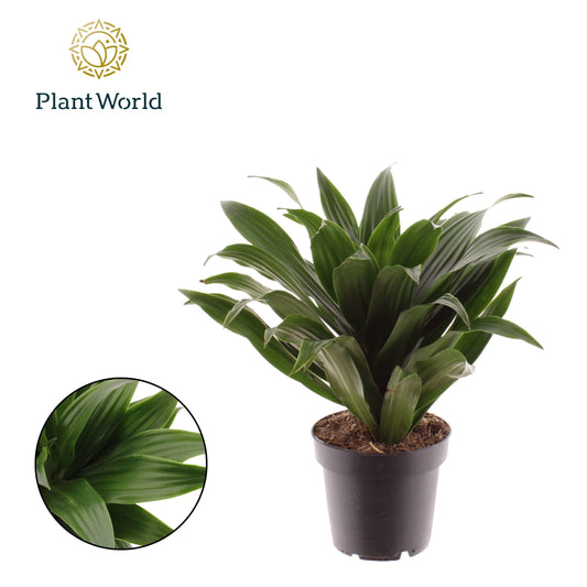 Dracaena fragrans Compacta 35cm 12cm Pot